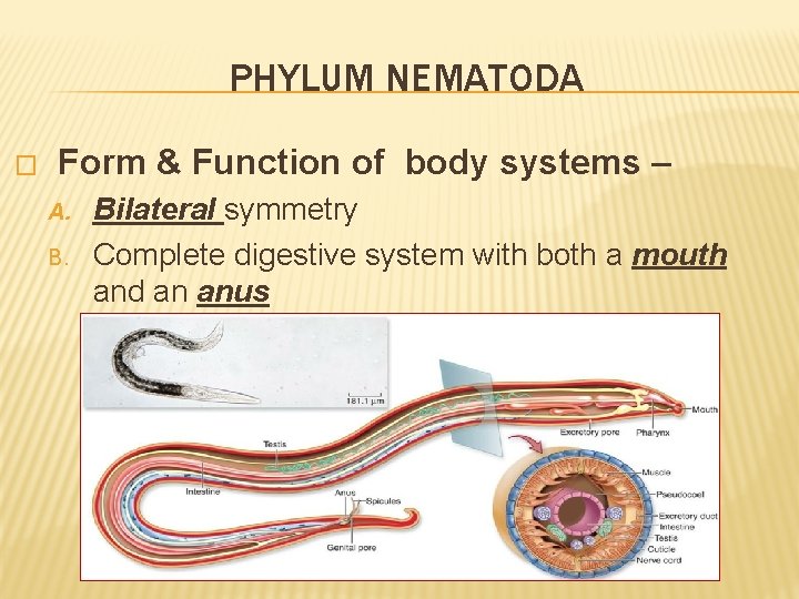 PHYLUM NEMATODA � Form & Function of body systems – A. B. Bilateral symmetry