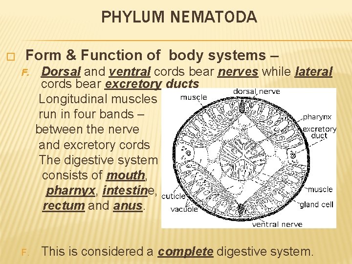 PHYLUM NEMATODA � Form & Function of body systems – F. Dorsal and ventral