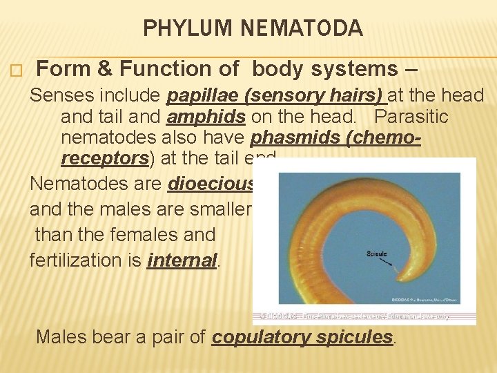 PHYLUM NEMATODA � Form & Function of body systems – Senses include papillae (sensory