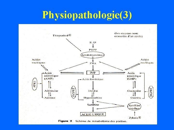 Physiopathologie(3) 