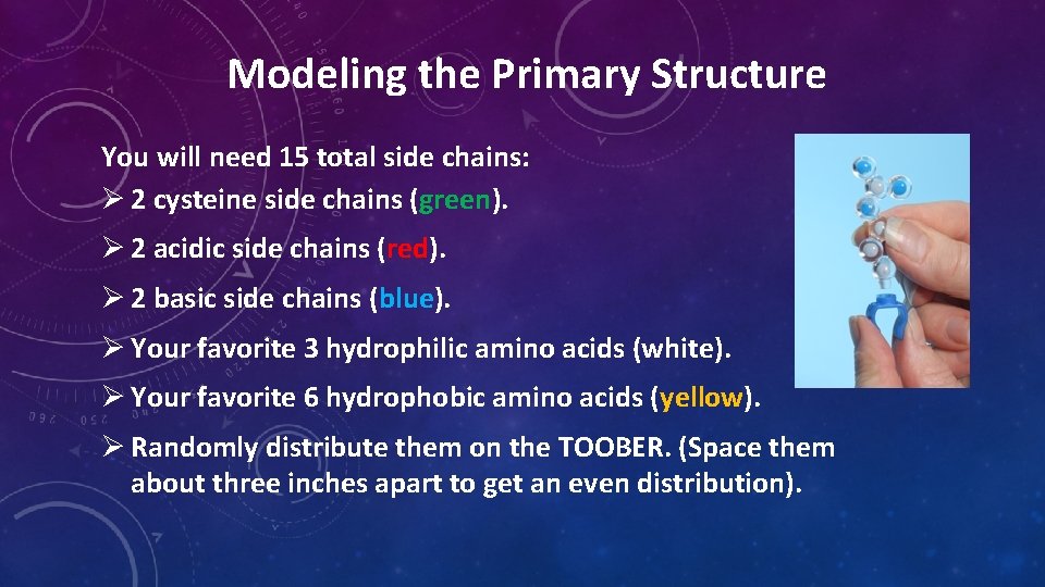 Modeling the Primary Structure You will need 15 total side chains: Ø 2 cysteine Modeling the Primary Structure You will need 15 total side chains: Ø 2 cysteine