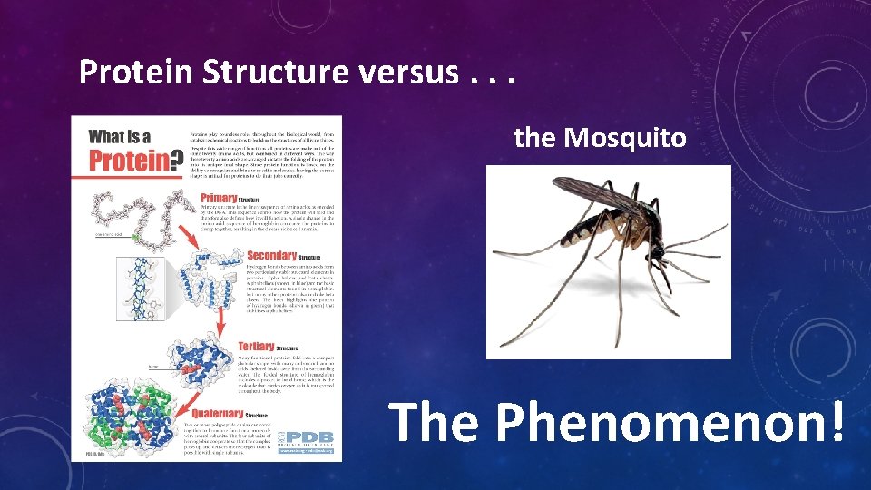 Protein Structure versus. . . the Mosquito The Phenomenon! Protein Structure versus. . . the Mosquito The Phenomenon!