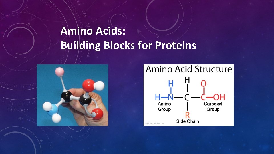 Amino Acids: Building Blocks for Proteins Amino Acids: Building Blocks for Proteins