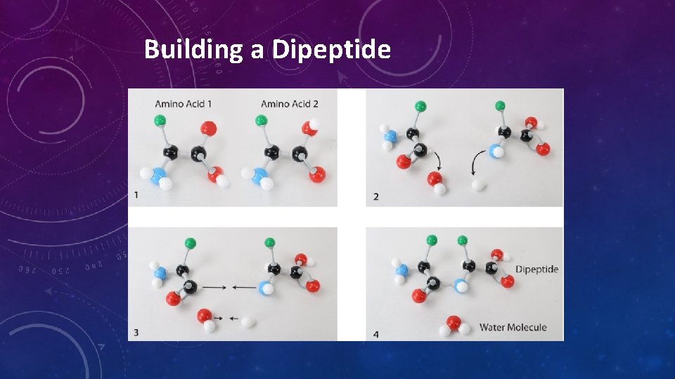 Building a Dipeptide Building a Dipeptide