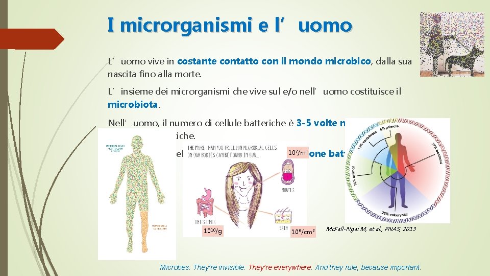 I microrganismi e l’uomo L’uomo vive in costante contatto con il mondo microbico, dalla