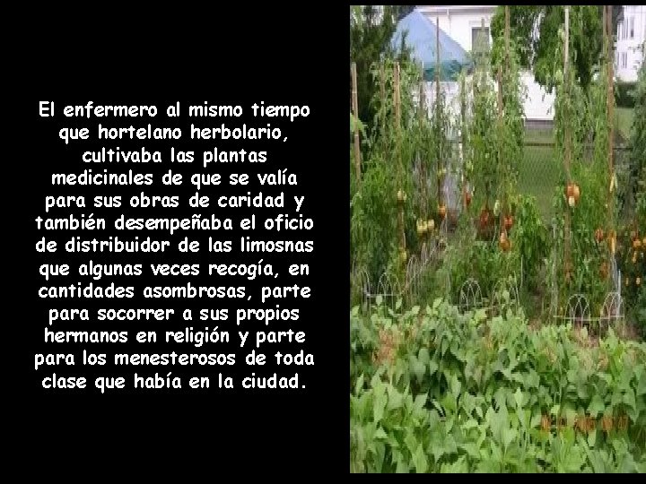 El enfermero al mismo tiempo que hortelano herbolario, cultivaba las plantas medicinales de que