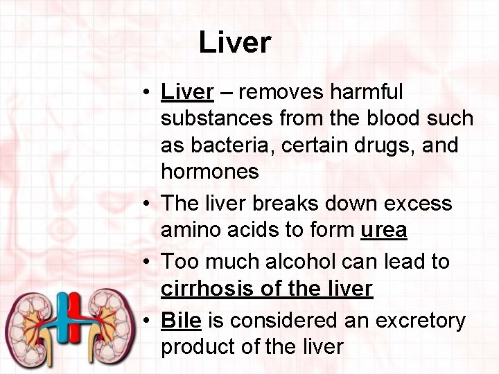 Liver • Liver – removes harmful substances from the blood such as bacteria, certain