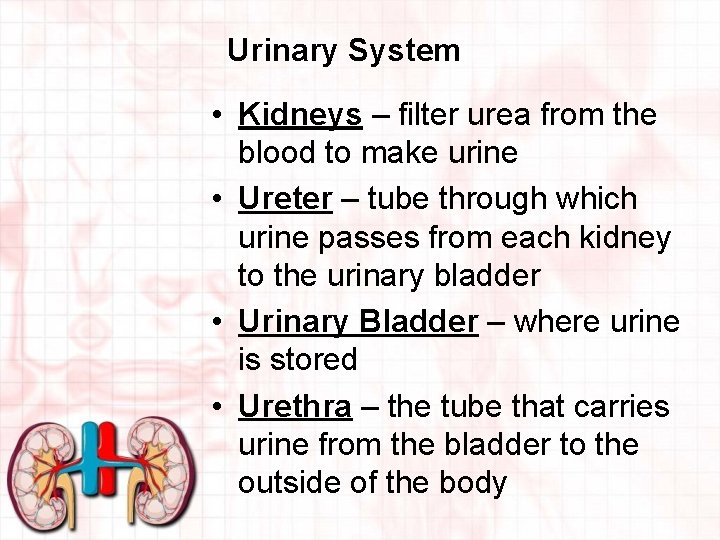 Urinary System • Kidneys – filter urea from the blood to make urine •