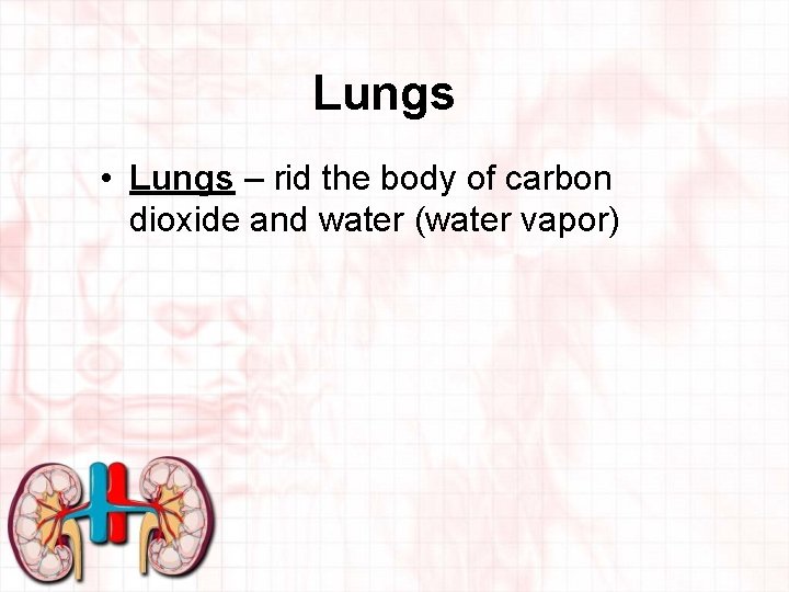 Lungs • Lungs – rid the body of carbon dioxide and water (water vapor)