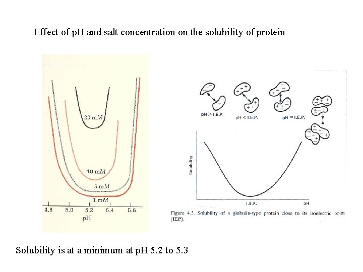 Effect of p. H and salt concentration on the solubility of protein Solubility is