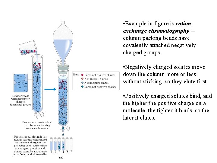  • Example in figure is cation exchange chromatography -- column packing beads have