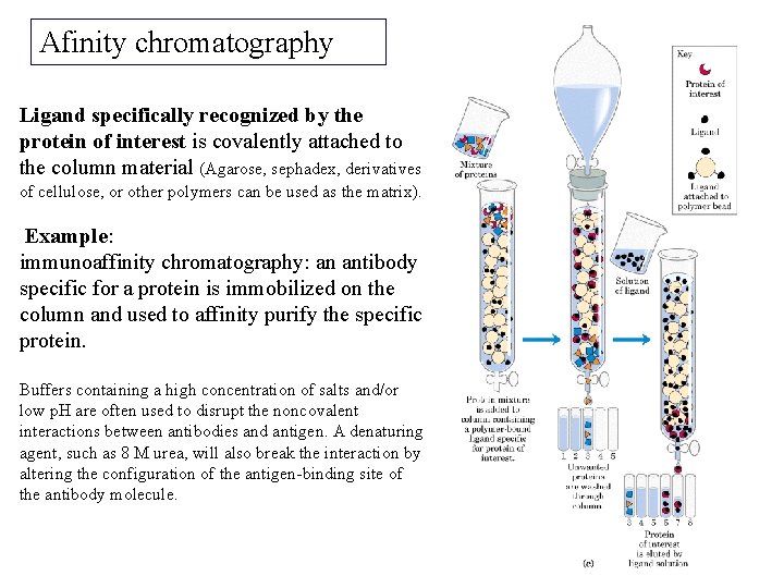 Afinity chromatography Ligand specifically recognized by the protein of interest is covalently attached to