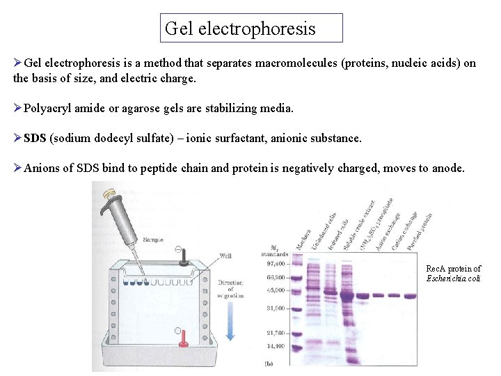 Gel electrophoresis ØGel electrophoresis is a method that separates macromolecules (proteins, nucleic acids) on