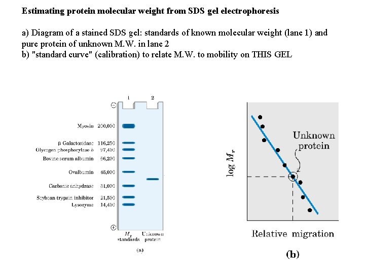 Estimating protein molecular weight from SDS gel electrophoresis a) Diagram of a stained SDS