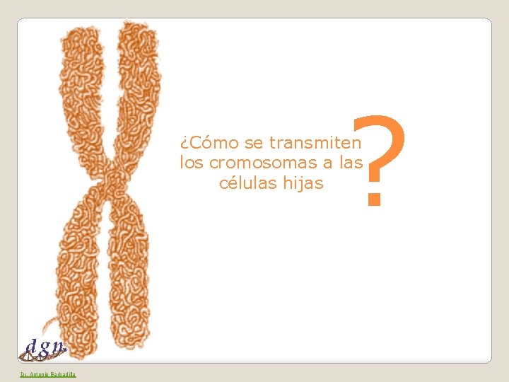 ? ¿Cómo se transmiten los cromosomas a las células hijas Dr. Antonio Barbadilla 