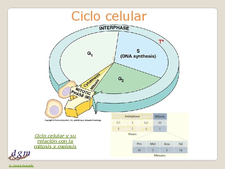 Ciclo celular y su relación con la mitosis y meiosis Dr. Antonio Barbadilla 