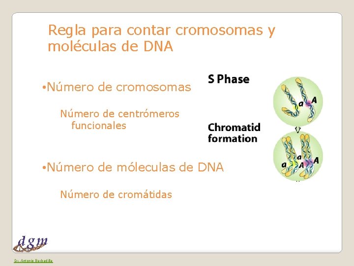 Regla para contar cromosomas y moléculas de DNA • Número de cromosomas Número de