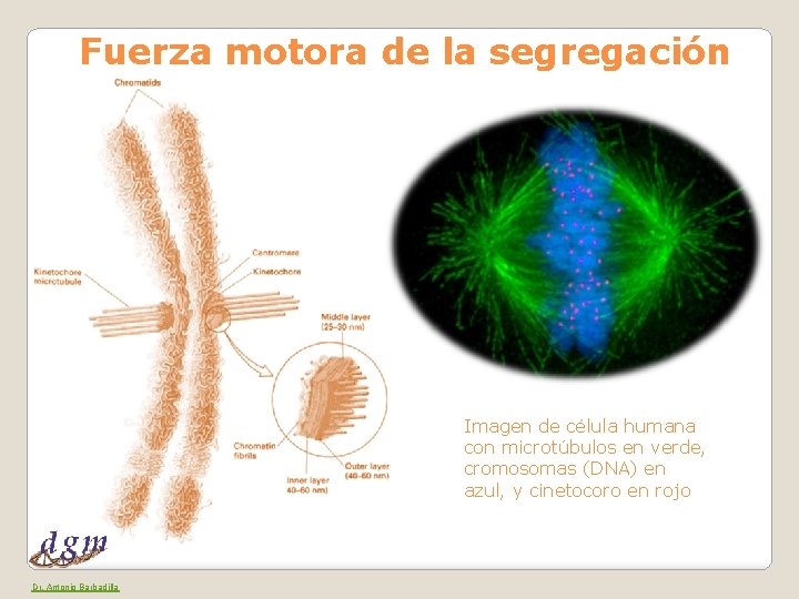 Fuerza motora de la segregación Imagen de célula humana con microtúbulos en verde, cromosomas