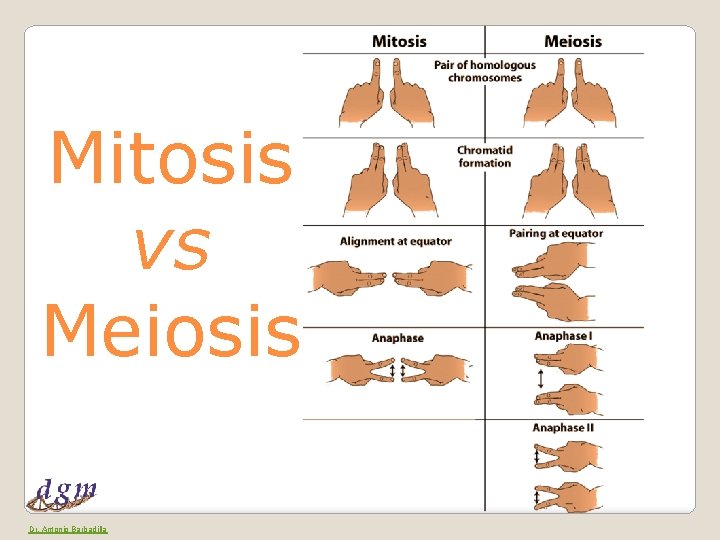 Mitosis vs Meiosis Dr. Antonio Barbadilla 