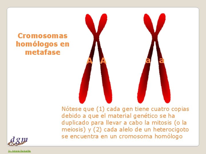 Cromosomas homólogos en metafase A A a a Nótese que (1) cada gen tiene