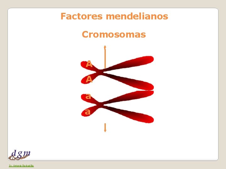 Factores mendelianos Cromosomas A A a a Dr. Antonio Barbadilla 