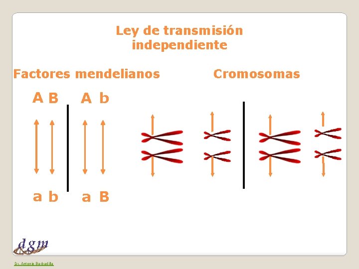 Ley de transmisión independiente Factores mendelianos AB A b a B Dr. Antonio Barbadilla