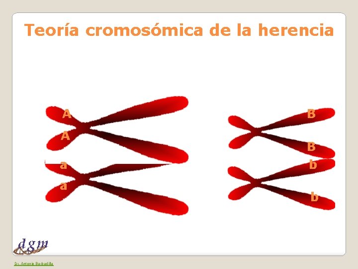 Teoría cromosómica de la herencia A A a a Dr. Antonio Barbadilla B B