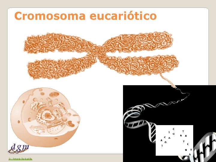 Cromosoma eucariótico Dr. Antonio Barbadilla 