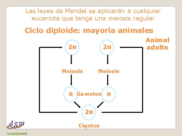 Las leyes de Mendel se aplicarán a cualquier eucariota que tenga una meiosis regular