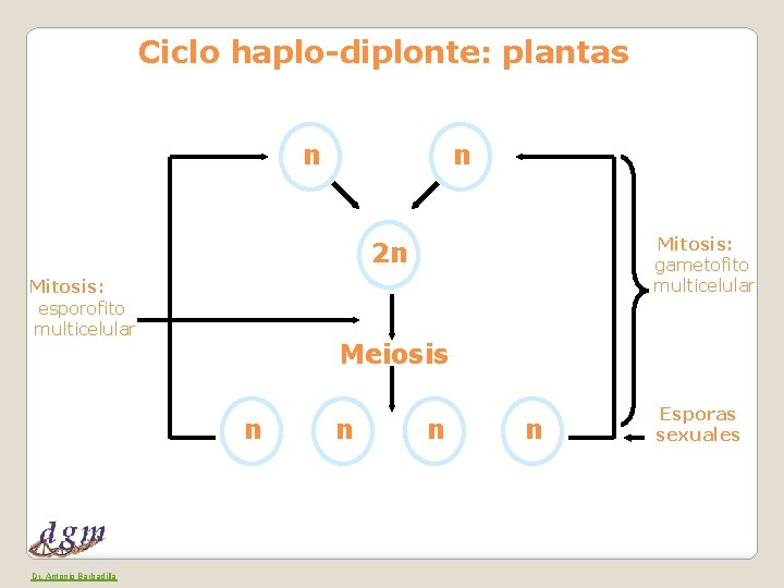 Ciclo haplo-diplonte: plantas n n Mitosis: gametofito multicelular 2 n Mitosis: esporofito multicelular Meiosis