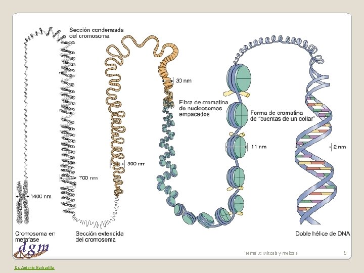 Tema 3: Mitosis y meiosis Dr. Antonio Barbadilla 5 