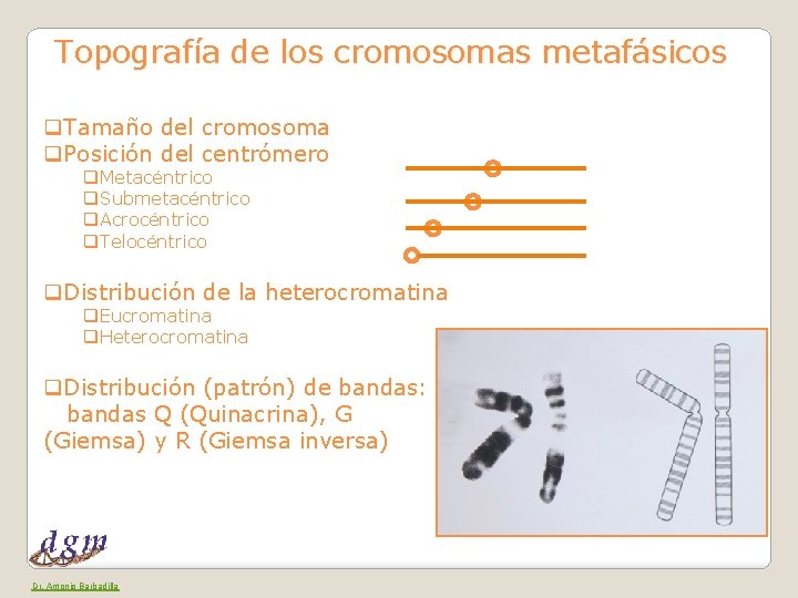 Topografía de los cromosomas metafásicos q. Tamaño del cromosoma q. Posición del centrómero q.