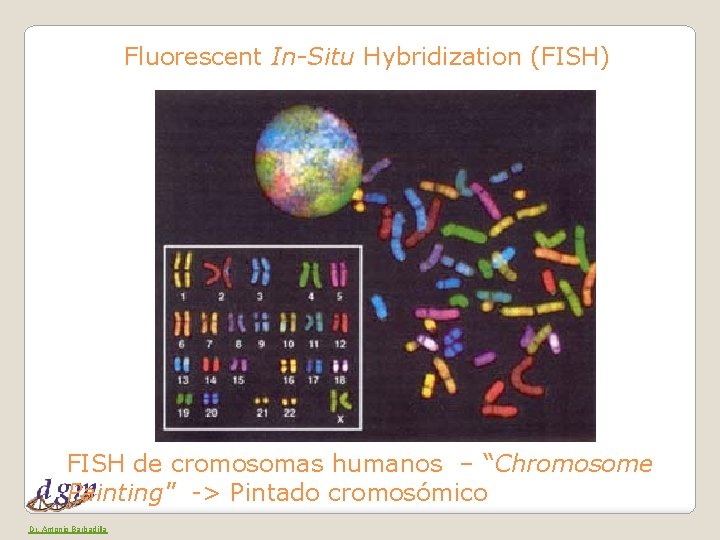 Fluorescent In-Situ Hybridization (FISH) FISH de cromosomas humanos – “Chromosome Painting" -> Pintado cromosómico