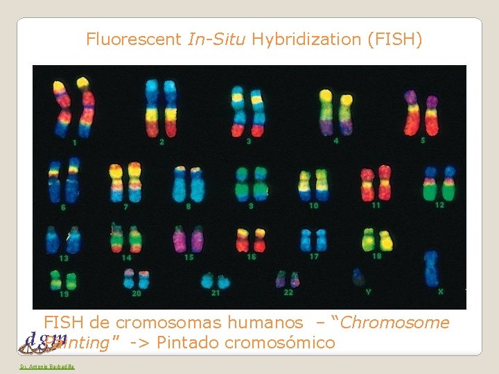 Fluorescent In-Situ Hybridization (FISH) FISH de cromosomas humanos – “Chromosome Painting" -> Pintado cromosómico