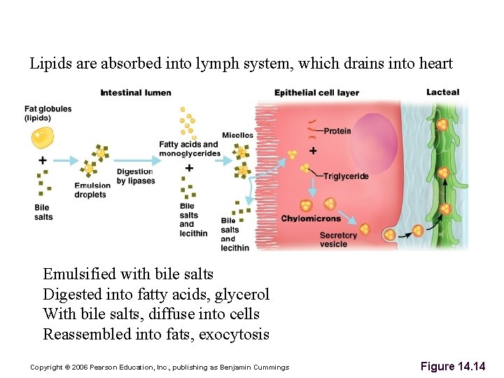 Absorption of Fats Lipids are absorbed into lymph system, which drains into heart Emulsified