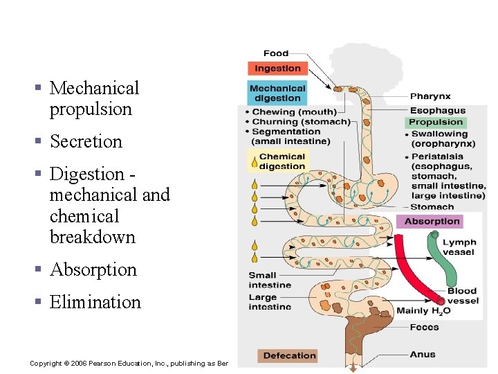 Processes of the Digestive System § Mechanical propulsion § Secretion § Digestion mechanical and