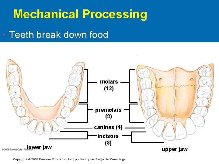 Mechanical Processing • Teeth break down food molars (12) premolars (8) canines (4) lower