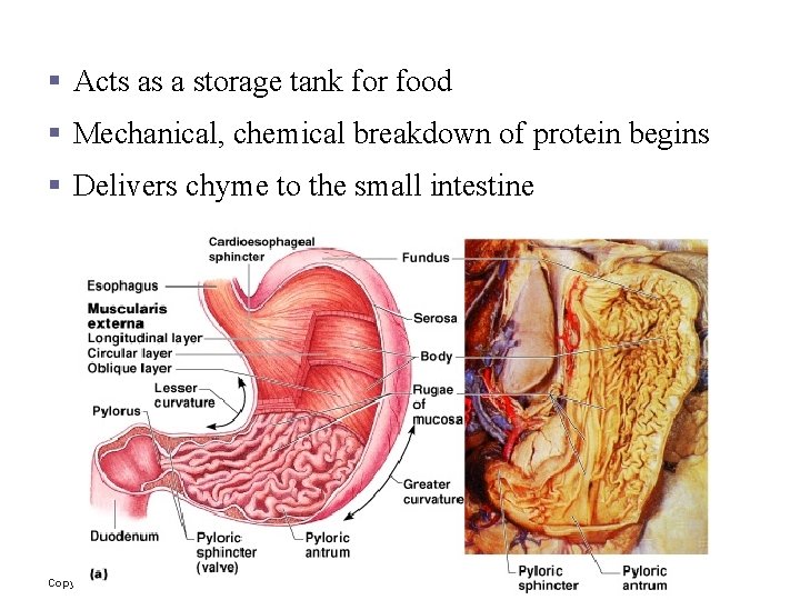 Stomach Functions § Acts as a storage tank for food § Mechanical, chemical breakdown