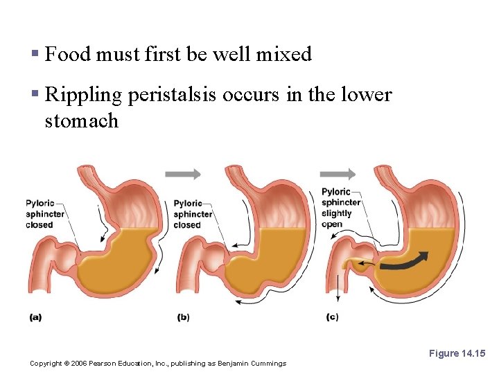 Propulsion in the Stomach § Food must first be well mixed § Rippling peristalsis