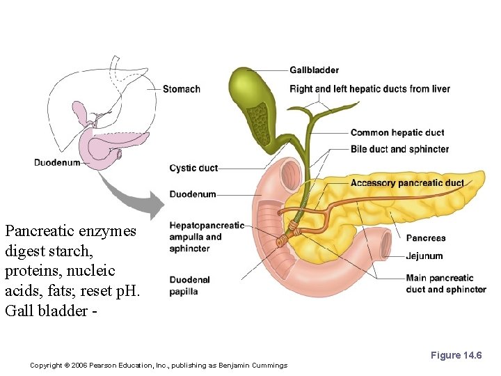 Chemical Digestion in the Small Intestine Pancreatic enzymes digest starch, proteins, nucleic acids, fats;