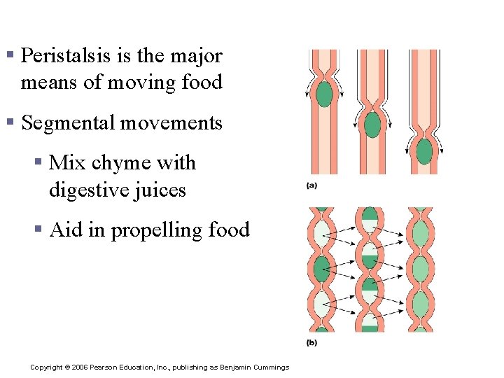 Propulsion in the Small Intestine § Peristalsis is the major means of moving food
