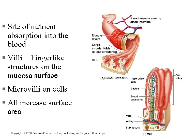 Absorption in the Small Intestine § Site of nutrient absorption into the blood §