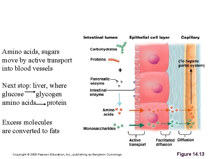 Absorption of Proteins and Carbohydrates Amino acids, sugars move by active transport into blood