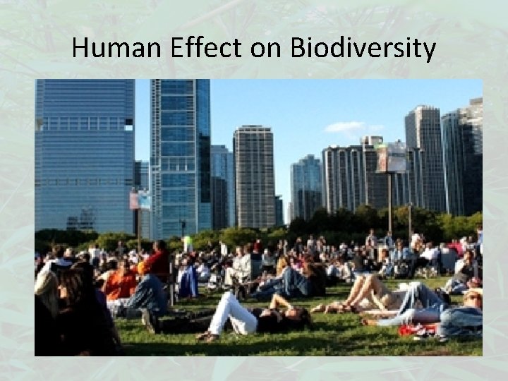 Human Effect on Biodiversity 