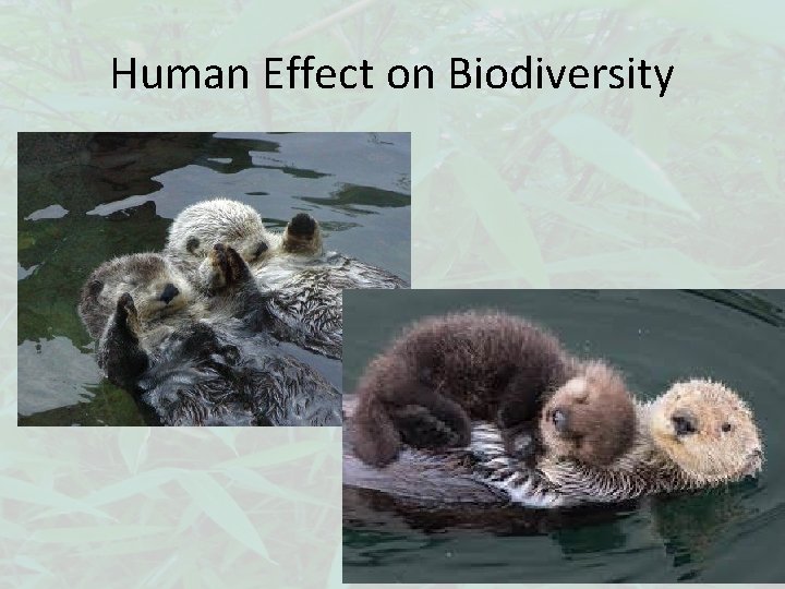Human Effect on Biodiversity 