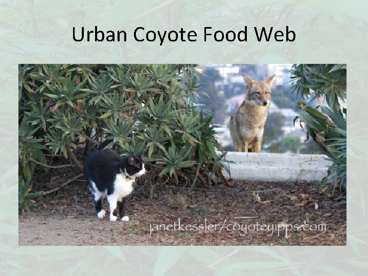 Urban Coyote Food Web 