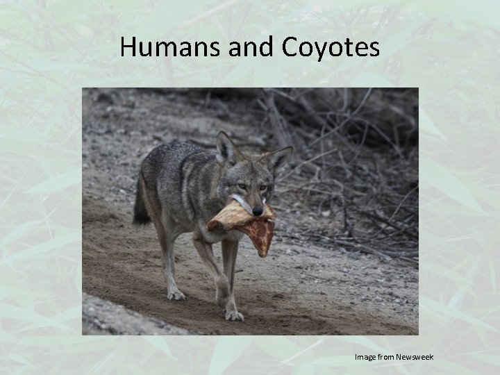 Humans and Coyotes Image from Newsweek 