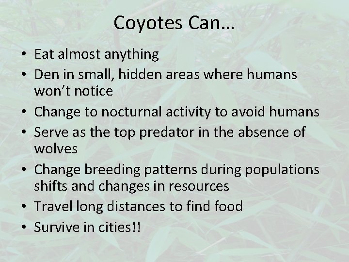 Coyotes Can… • Eat almost anything • Den in small, hidden areas where humans