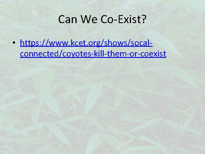 Can We Co-Exist? • https: //www. kcet. org/shows/socalconnected/coyotes-kill-them-or-coexist 