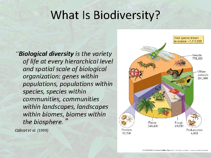 What Is Biodiversity? “Biological diversity is the variety of life at every hierarchical level